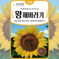 왕해바라기 씨앗 10립 / 꽃씨몰 big sunflower seed 예쁜꽃 종자