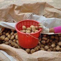 22년산 국산 햇 무농약 추백 감자 5kg 10kg 조림 알감자 수미
