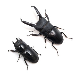 넓적사슴벌레 대형 한쌍 키우기 곤충젤리 발효톱밥 꿈도미