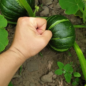 제주청년농장 미니 단호박 미니 밤호박 보우짱 3kg, 5kg, 10kg