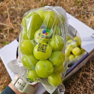고당도 샤인머스켓 샤인머스캣 선물용 2KG 4KG 1박스