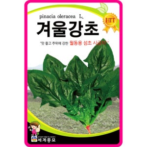 겨울시금치 씨앗 40g / 겨울강초 시금치 월동 섬초 동초 재래종 사계절 포항초 가을