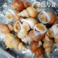 국내산 활 백고동 중 1kg (20-30미) 골뱅이