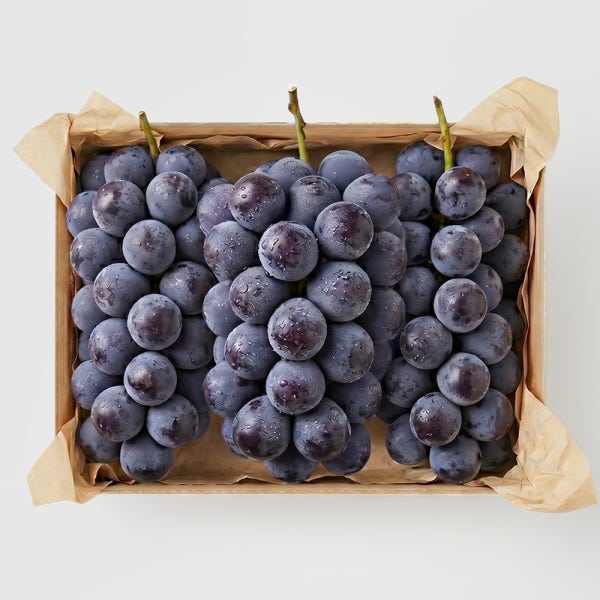 [농할쿠폰]김천 거봉 수출용 특등품 고당도 거봉 포도 1.5kg 2kg