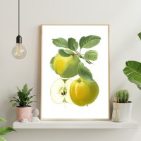 [그림닷컴] Antique Green Apple, 샤릭리아 제리스 사과 그림액자