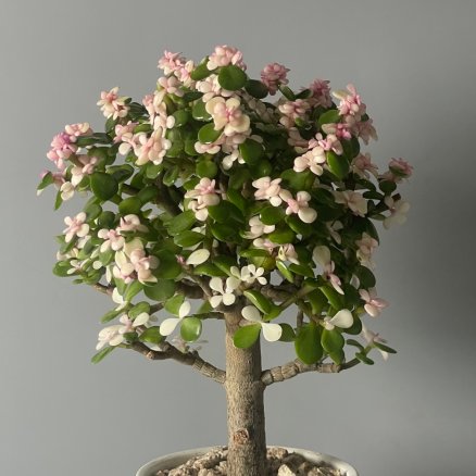 미니벚꽃나무를 닮은 핑크 아악무 은행목 사랑목 행운목