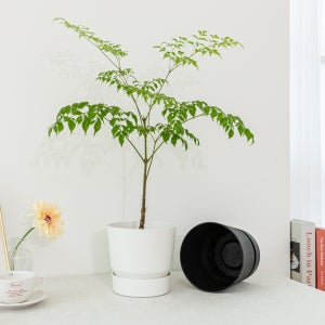 엘호 인테리어화분 거실 원형 분갈이화분 플라스틱 화분 그린빌라운드 20cm