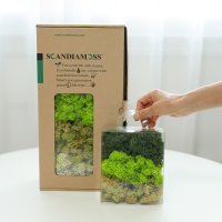 스칸디아모스 그라데이션모스 천연이끼 공기정화식물 만들기 diy 재료 150g