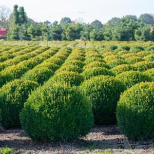 회양목 H0.4 20주 H0.5조형 모종 회향목 묘목 울타리나무 조경수 정원수