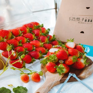 당일수확 딸기800g 유별난딸기농장 제철 생딸기 설향 선물포장