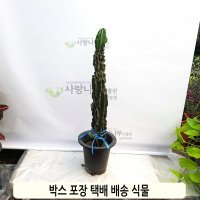 공룡 암석주 공기정화 식물 인테리어 반려식물 다육이 선인장