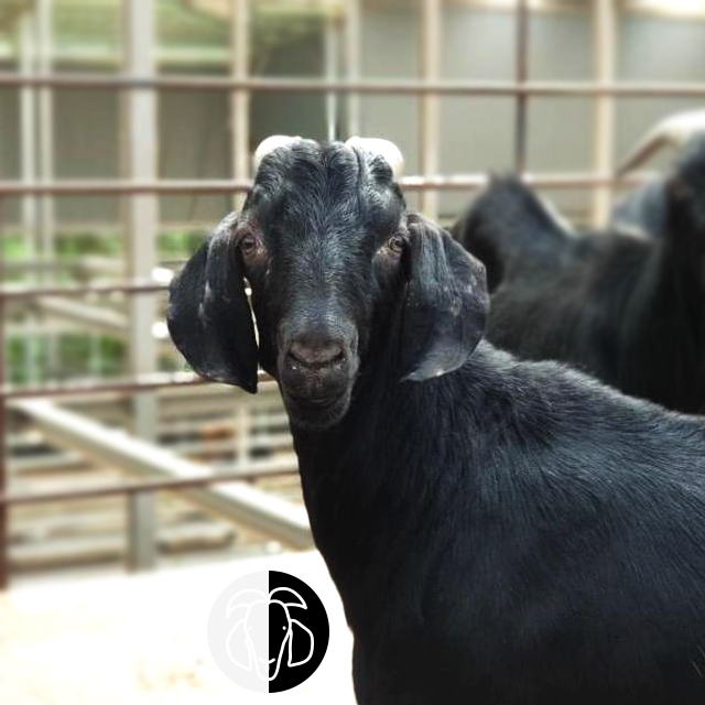 청원<b>염소</b>농장 국내산 흑<b>염소</b>고기 <b>염소</b>고기 반마리 10kg