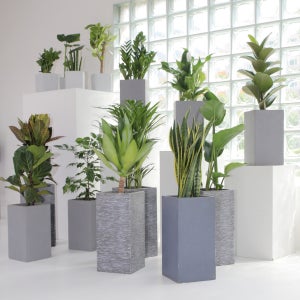 인테리어화분 대형 중형 소형 먼지먹는 청정 실내 식물 고무나무