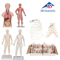3B 인체모형 전신 골격 남성 여성 상반신모형 반신 늑골 흉골 갈비뼈 늑연골 병원용