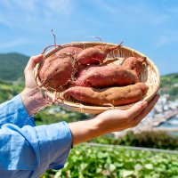 통영 욕지도 퍽퍽한 햇 밤 고구마 3kg,5kg,10kg