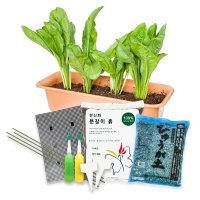 [모종가게]미니 텃밭 DIY 세트 베란다 가드닝 쌈 채소 꽃 모종 여름 가을 상추 국화