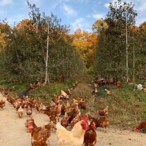 1%프리미엄 유정란 [난각번호1번] 동물복지유정란 40구