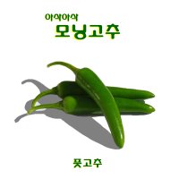 꼬레촌고추 오이맛아삭 모닝고추 최상품 1kg/box