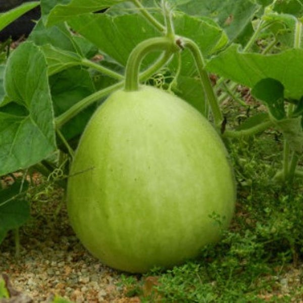 박고지 식용박 1통 생박