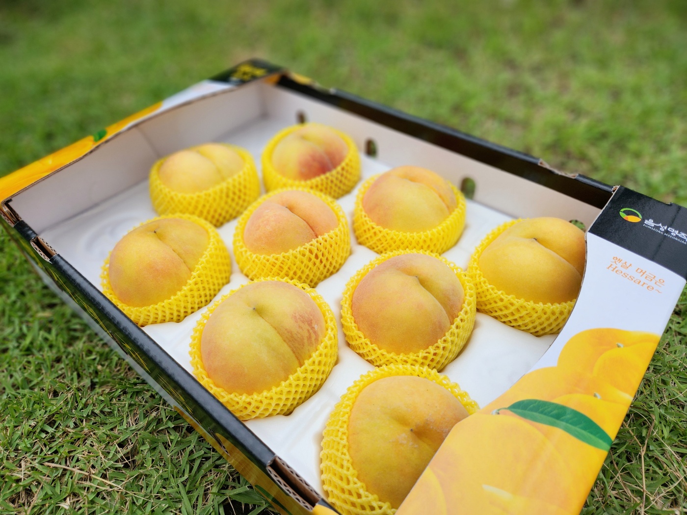 달콤한 금강농원 감곡 프리미엄 햇사레복숭아 황도 말랑이