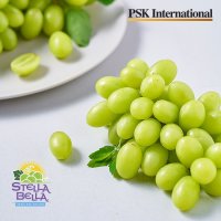 [PSK] 스텔라 벨라 청포도 1.6kg