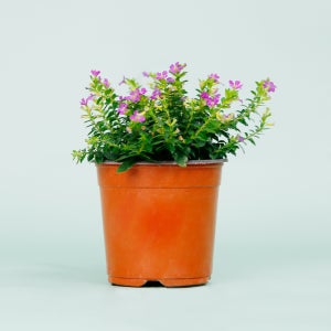 데팡스 쿠페아 실내공기정화식물 반려 희귀 집에서키우기쉬운 식물 포트 화분