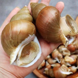 동해안 자연산 백골뱅이 백고동 생물 자숙 급냉