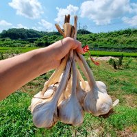 코끼리마늘 500g 1kg 대왕 주아 식용 종자용