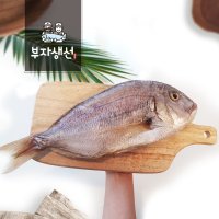 깨끗손질 국내산 제수용 반건조 참돔 1마리 소,중,대(망미중앙시장 김명욱)