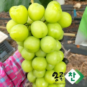 [농가직송] 경산 옹골찬 노지 샤인머스켓 4kg 가정용 선물용 제수용 고당도 망고포도