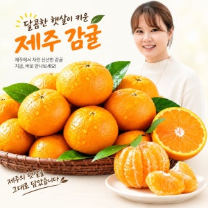훈이네농장 제주 햇 노지감귤 로얄과(S/M과), 10kg, 1개