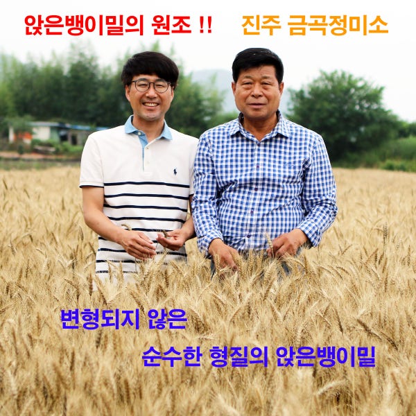 원조 앉은뱅이밀 . 백관실 진주토종앉은뱅이 밀가루 / 통밀가루 3kg (금곡정미소 직영) 2025년 햇밀
