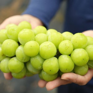 [자연의시간] 영천포도 달콤한 청포도 샤인머스캣 2kg