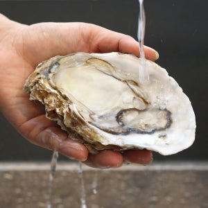 사계절추천 [크기/수량 선택] 삼배체굴 직접양식 수출용(선물포장)