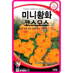 미니 황화코스모스 씨앗 50립 / 종자 노랑 황색 코스모스 꽃씨 몰 야생화 여름 가을