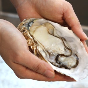 통영 사계절 삼배체굴 통굴/반손질하프셀 1kg