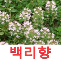 (성실GS)백리향모종(포트) 15개