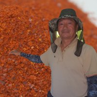 21년 국산 햇고추가루 한근 청양고춧가루 고운 안매운 500g 1kg 고추씨