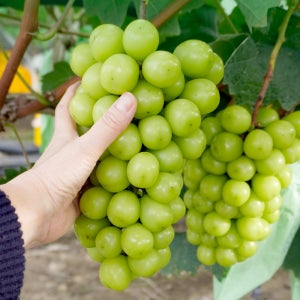 김천샤인머스켓 연말선물세트 고당도 특등급 수출용