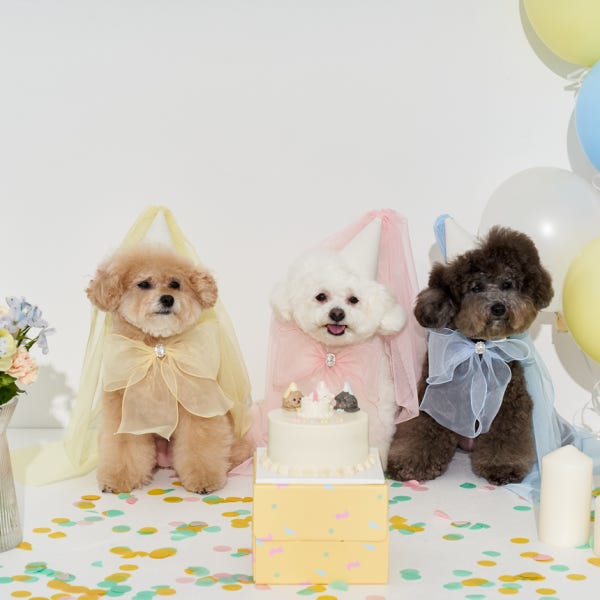 (SET) 위티위티 생일축하햇세트 /강아지 고양이 대형견 케이프 꼬깔 모자 리본 웨딩 파티