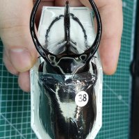 아틀라스 장수풍뎅이 케이보흐 아종 +90mm 표본 Chalcosoma atlas keyboh 곤충표본 칼코소마 키론 케이론 장수풍뎅이