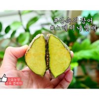 무료배송 햇 하늘마 열매마 넝쿨마 참마 당일수확 2kg