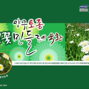 양구토종 흰꽃 민들레쑥환 민들레환