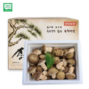 젊은농부 무농약 송화버섯 1kg 고급형 명절 설 추석 선물세트 송고 송화고 표고 송이버섯