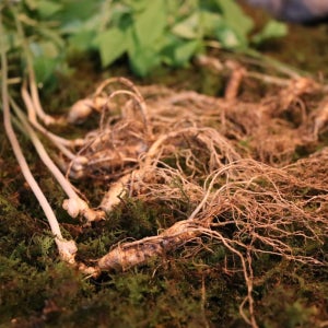 산양삼 산삼 산양산삼 장뇌삼 10년근 7뿌리 정삼 설 추석 부모님 선물 도담