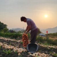 저장용, 함양양파, 장아찌, 햇양파 만생종 양파 ,5kg,3kg,16kg