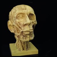 얼굴 해골 뼈 근육 미술 드로잉 크로키 인체 모형 실습 교육용 피큐어