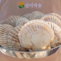 대왕 큰 참가리비 캠핑조개구이 1kg