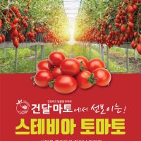 [당일수확&당일발송 산지직송] 스테비아토마토 샤인마토 망고토마토 토망고 설탕토마토 다이어트토마토