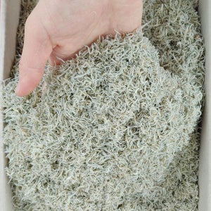 국산 어린이 주먹밥용 햇 세세멸치 1.5kg 상급